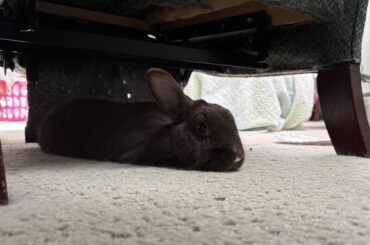 snek mode 🐍🐰