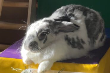 Hop-Hop Hurray, it’s some-buns birthday today🐰🎊!