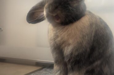 Action shot of Monty