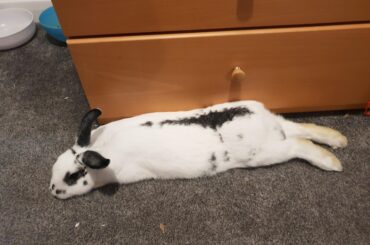 My sweet Henry aka one comfy bunny 🍀 🐰 🐇 💕 🐾