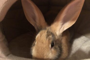 First time bunny owner- and I’m a bit confused😅