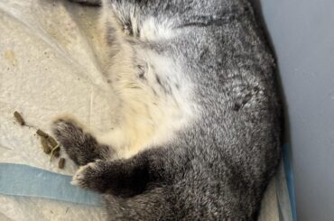 Update on our rescue bunny (don’t be alarmed, she’s well just sleeping like this).