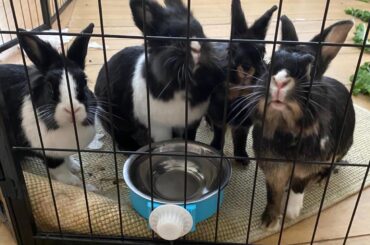 A very serious family meeting