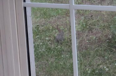 Wild rabbits