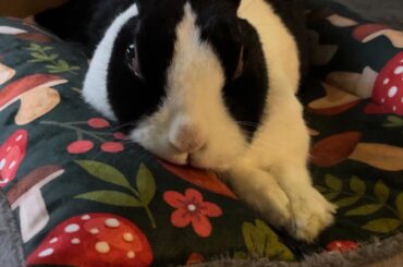 Please pray for my boy. He is struggling to use his back legs.