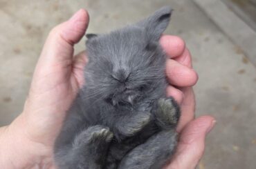Would this baby turn black or is it gonna be a gray-ish color?