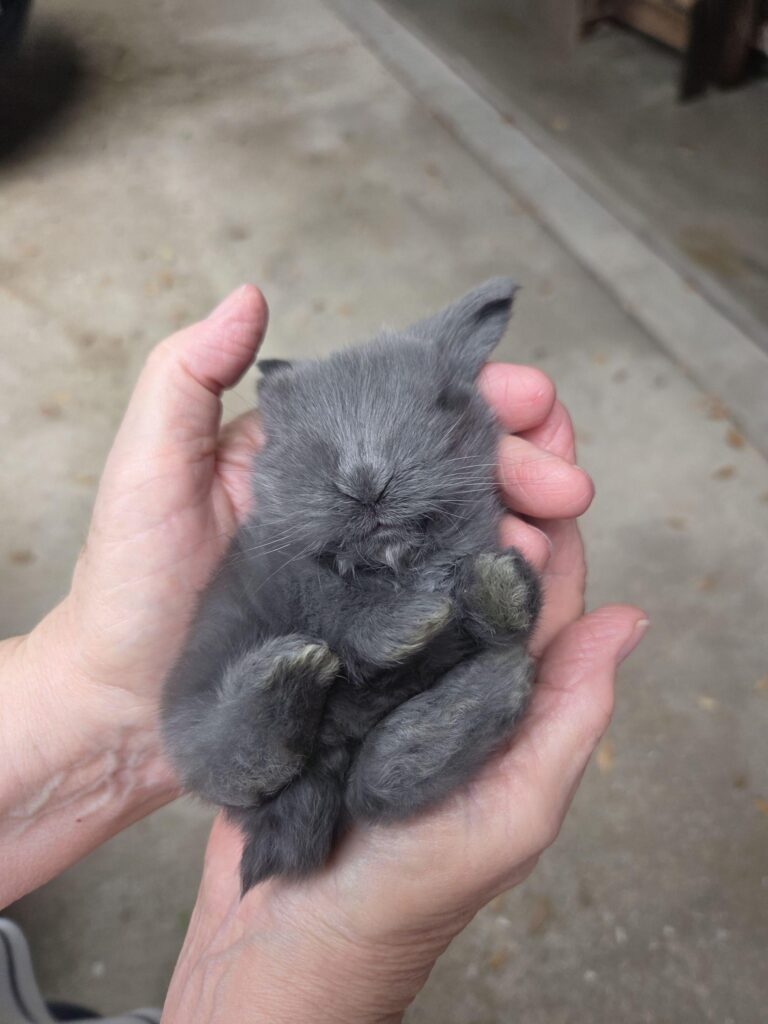 Would this baby turn black or is it gonna be a gray-ish color?