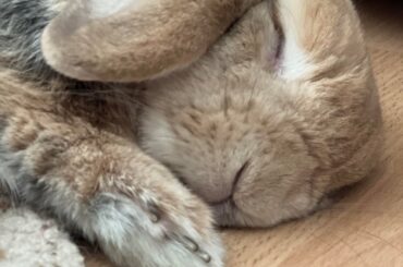 My first geriatric bun