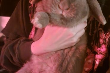 Found lost pet rabbit. Shelters closed. What do I do?
