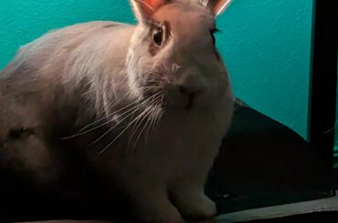 Glowing ears from the morning sun
