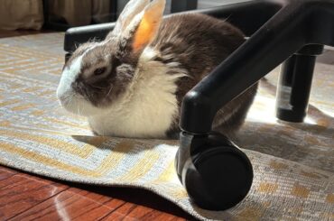What breed is my rabbit