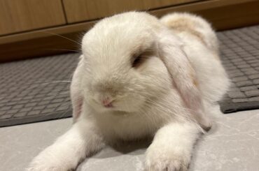 bunny not peeing anywhere outside his litterbox BUT MY BED?????