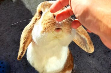 investigation for treats (no treats in hand)