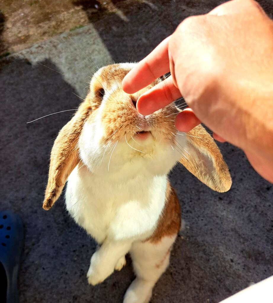 investigation for treats (no treats in hand)