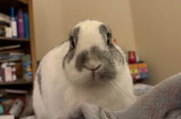 Dax would very much like to know where her ears went!