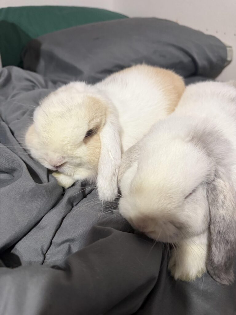 They’re starting the bonding journey soon!