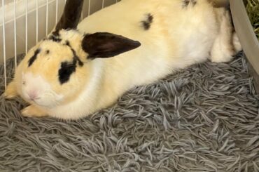 Pee stained little fella (update)