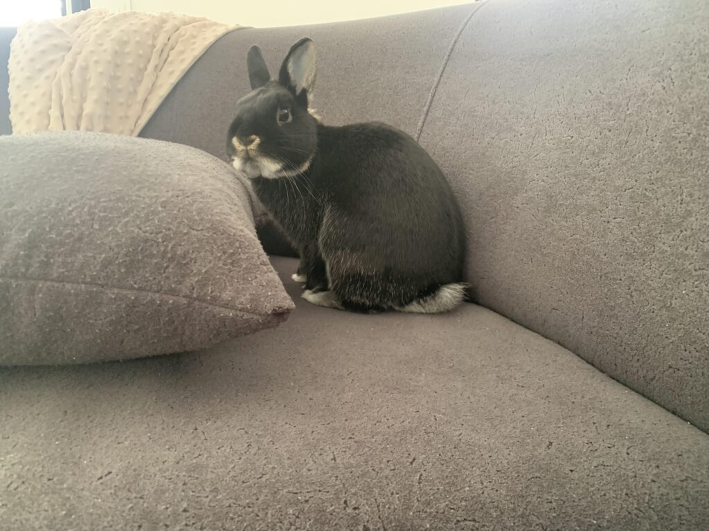 Our little cutie has learned to jump onto the couch :D