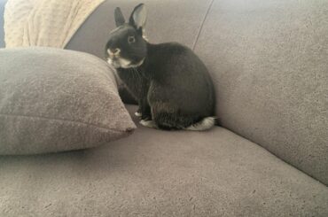 Our little cutie has learned to jump onto the couch :D