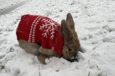 Wade in a sweater - Do you guys ever put sweaters on your buns?