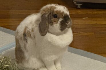 Is your bunny also a picky eater