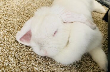 It’s amazing how this peaceful looking floof causes so much chaos. I wouldn’t have it any other way. 🐰🤩🥰