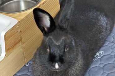 Shrimpley has a hairline