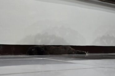 His "hidey" spot. ⚫️🐇