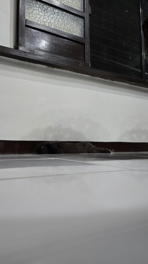 His “hidey” spot. ⚫️🐇