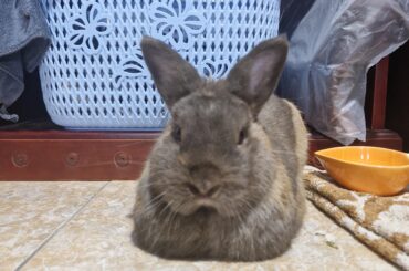 Rate his loaf