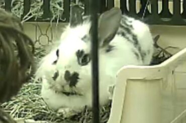 My bunny Adam got gas (vent)