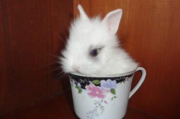 “Why is he like this? ☕🐰”