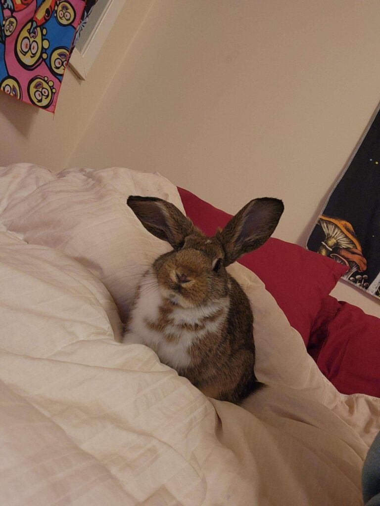 He was plotting and chewed my mouse and headset…