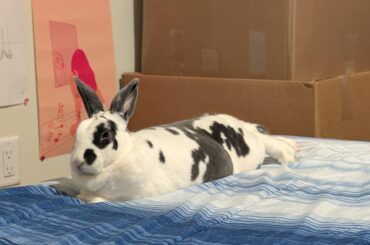 Thoughts on The Bunny Cafe SF