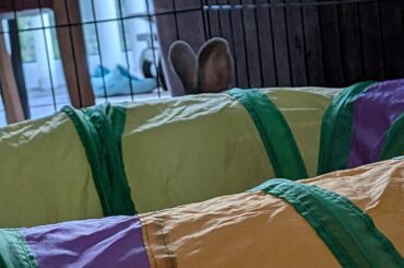 Hide and seek with Alice