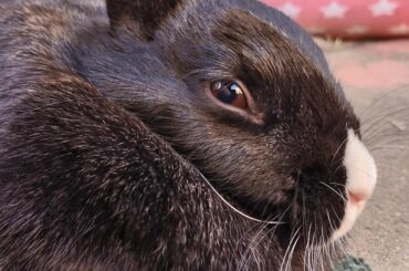 School bunny back!