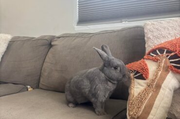 Giant Chinchilla, right??