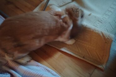 He chewed the carpet, didn't listen to me, then layed down and requested pets