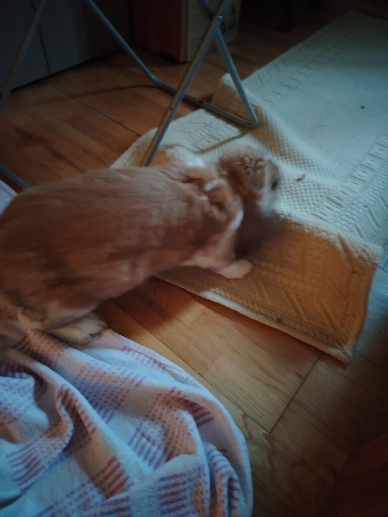 He chewed the carpet, didn’t listen to me, then layed down and requested pets
