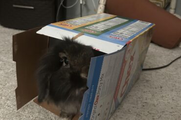 Who Needs A Tunnel When You Have a Cereal Box!