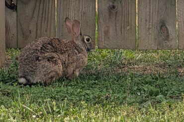 Plump wild bunny