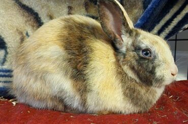 Update: Saved A Dumped Rabbit
