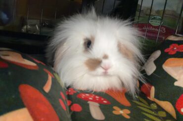 3 month old rabbit
