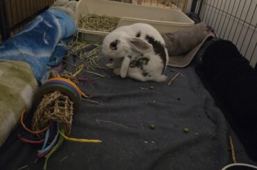 Bonding my rabbit with e. Cuniculi