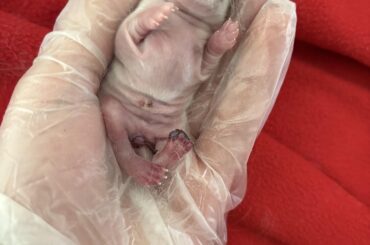 Something is wrong with his/her foot and butt