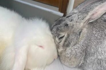 Este par de hermanitos les gusta dormir así desde pequeños lo hacen son tan tiernos