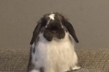 Worried about feeding pineapple?