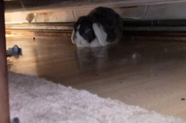 Lazy bunny🙄/j