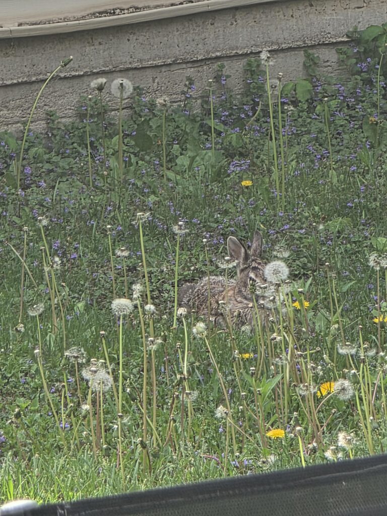 Wild Loaf