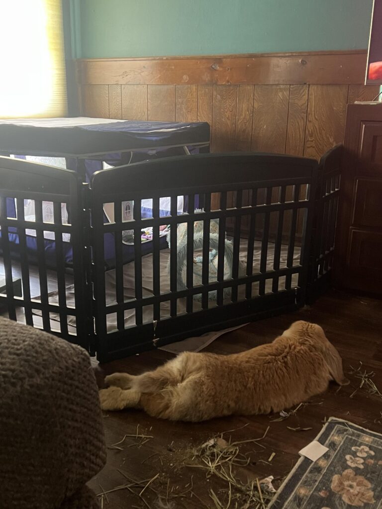 Pumpkin Trying to look enticing for his new gf
